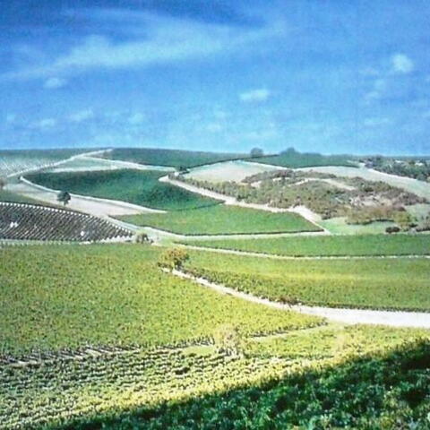 Velká nástěnná fotografie vinic, ze kterých pochází hrozno pro Martell.