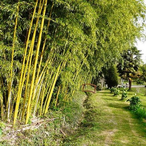Podél cesty rostl bambusový hájek.