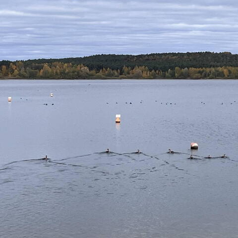 Hmmm, ptáci... - tím IŤáky moc nenadchnete.