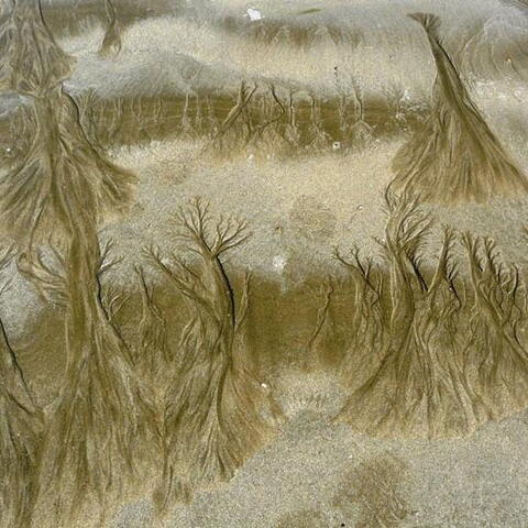 Takovéhle krásné stromečky dokázalo moře malovat do písku.