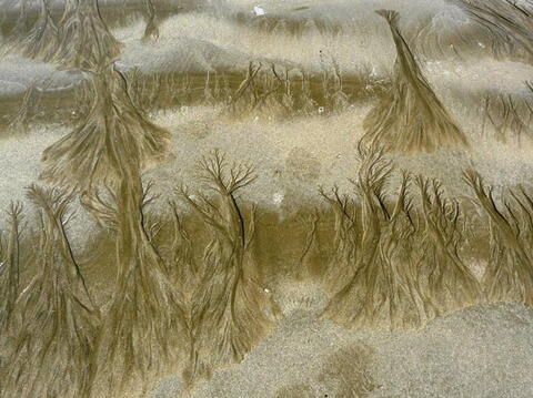 Takovéhle krásné stromečky dokázalo moře malovat do písku.