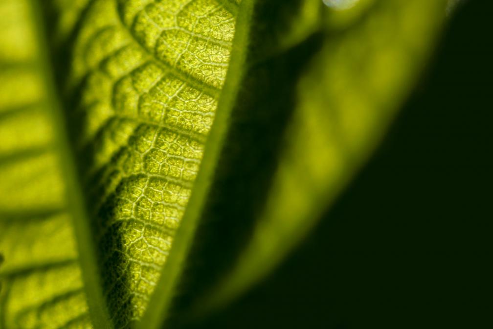 Vítězná fotografie Zdenka Picpauera - makro listu